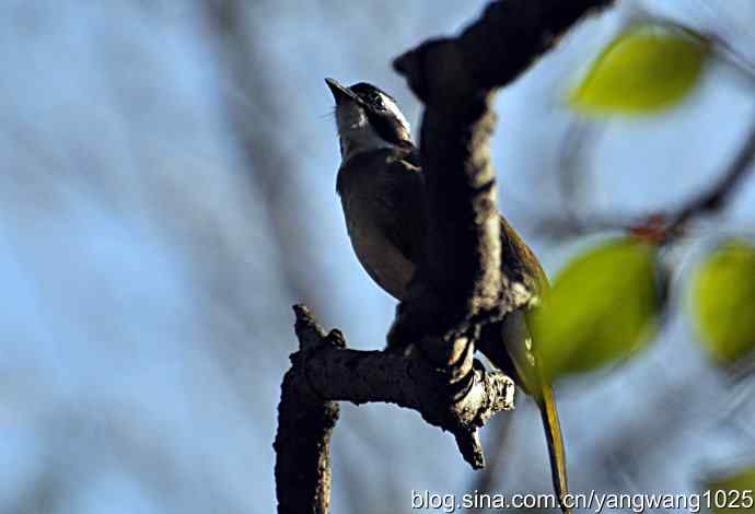 5~6级风中的白头鹎 5~6级风中的白头鹎