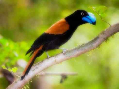 美丽无罪：雀鸟之丛伯劳