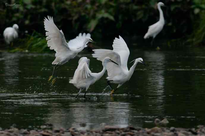 白鹭弄清影 wbr翩跹在河边