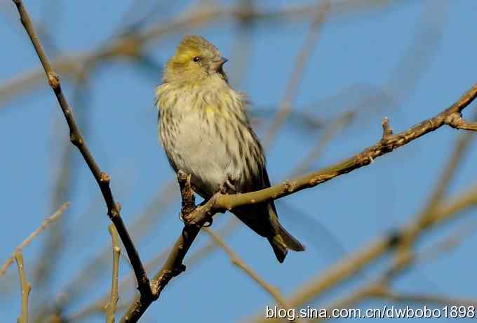 黄雀和植物园众小鸟 黄雀和植物园众小鸟