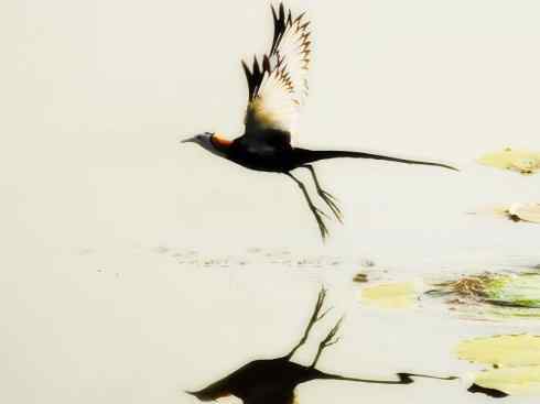 猎奇：长尾鸟雀之五