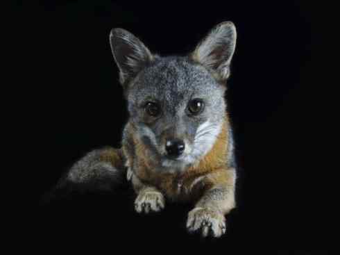 犬科：狐亚科灰狐属之灰狐、岛屿灰狐