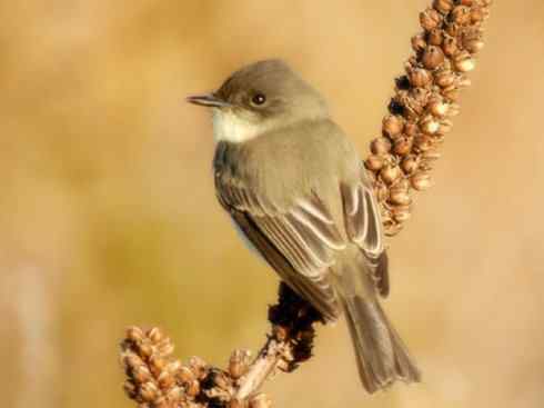 雀鸟也彪悍：四两拨千斤（王霸鹟）