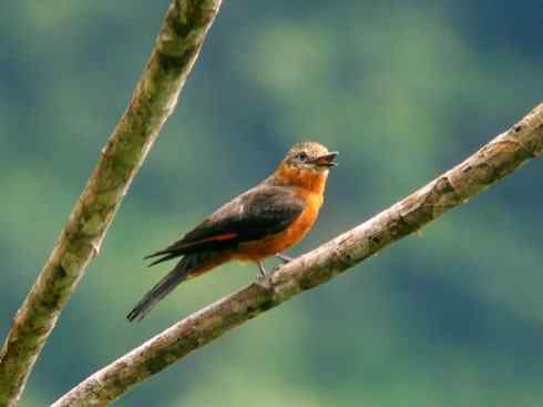 极品红色鸟类：朱红霸鶲