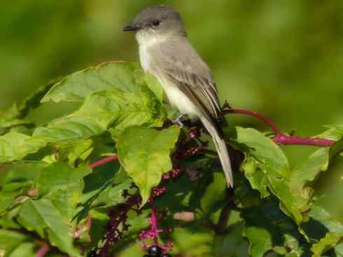 雀鸟也彪悍：四两拨千斤（王霸鹟）