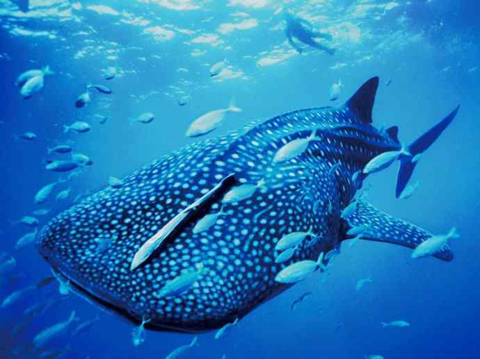 鱼类活化石：魔鬼鲨