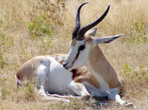 麒麟：传说的兽原型探秘（狷羚）