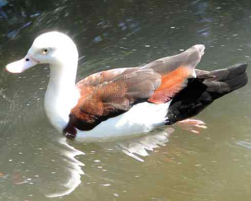 白头鸟系列:另类的美丽9 白头鸟系列:另类的美丽9