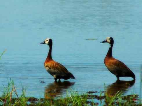 欣赏:美丽的树鸭 欣赏:美丽的树鸭
