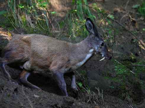 麒麟：传说的兽原型探秘（长颈鹿）