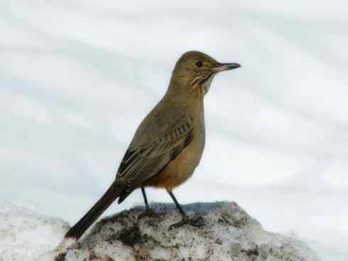 雀鸟也彪悍：四两拨千斤（王霸鹟）