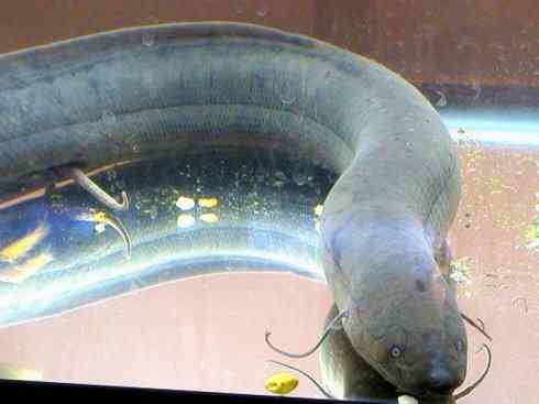 鱼类活化石：美洲肺鱼