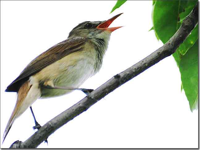 奥体公园观赏大苇莺