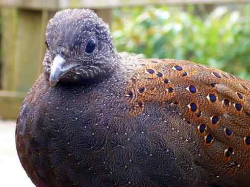 凤凰：传说中的鸟原型探秘（孔雀雉）