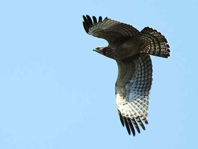 望京楼观赏猛禽迁徙