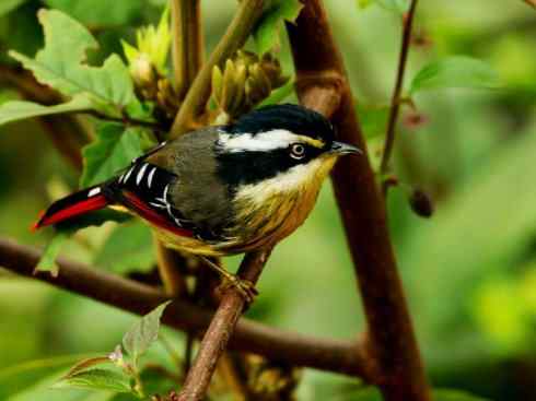 美丽无罪：雀鸟之绿鹛