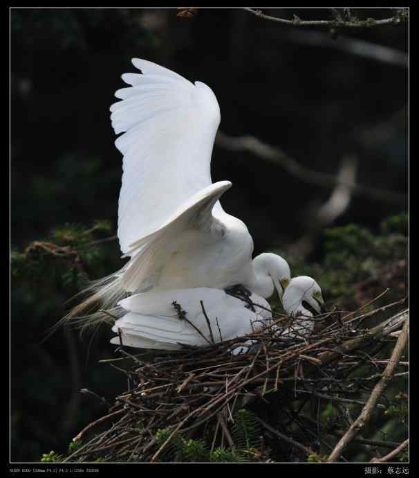 象山白鹭拍摄经验谈 象山白鹭拍摄经验谈