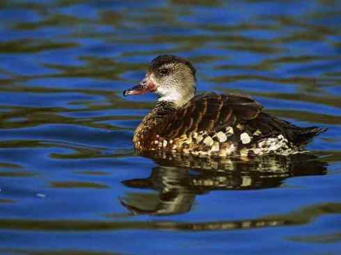 欣赏:美丽的树鸭 欣赏:美丽的树鸭
