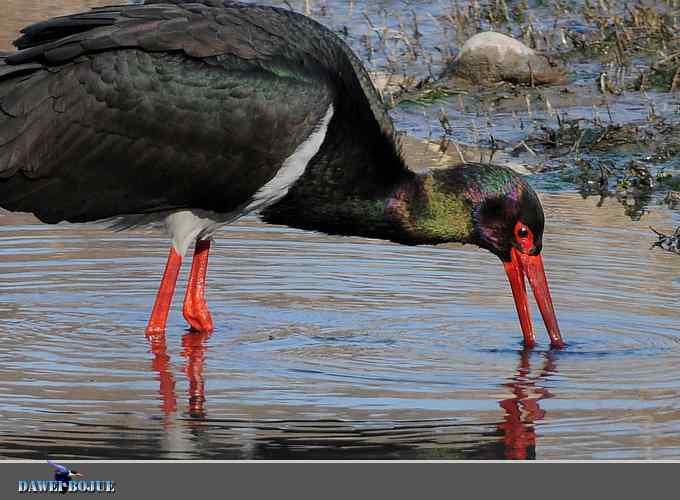 十渡黑鹳 wbr冬之魅力