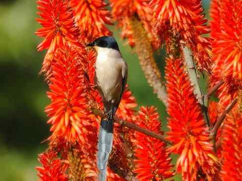 雀鸟也彪悍：赤练仙子（灰喜鹊）