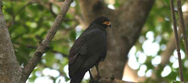 黑鹰（Black Hawk）是什么鸟？