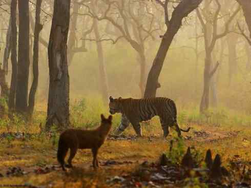 狈：传说的兽原型探秘（豺）