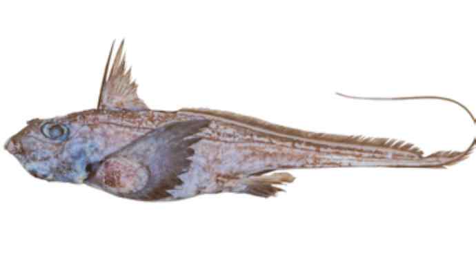 鱼类活化石：银鲛