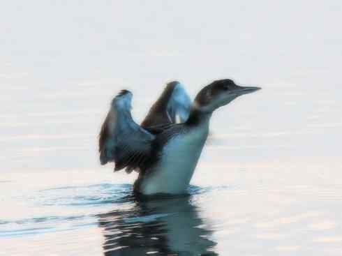 猎奇：奇特的鸟喙之八(重发之黑琵鹭)