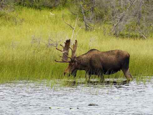 麒麟：传说的兽原型探秘（驼鹿）