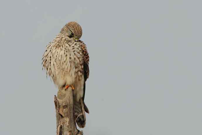 周末约会去（野鸭湖的红隼）