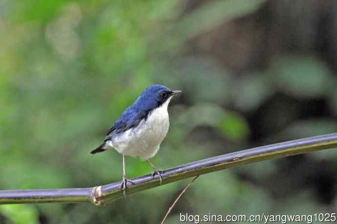 雄性蓝歌鸲（16）