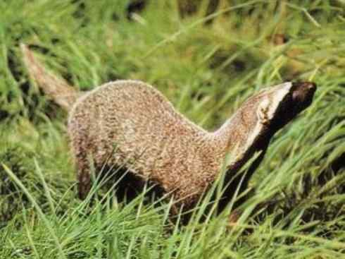 十大喜食蜂蜜动物：蜜獾