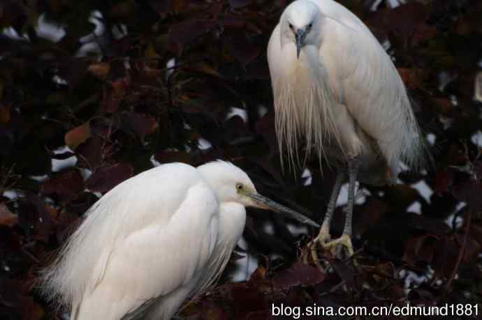 轻便的1000mm-3000mm的穷人大炮 轻便的1000mm-3000mm的穷人大炮