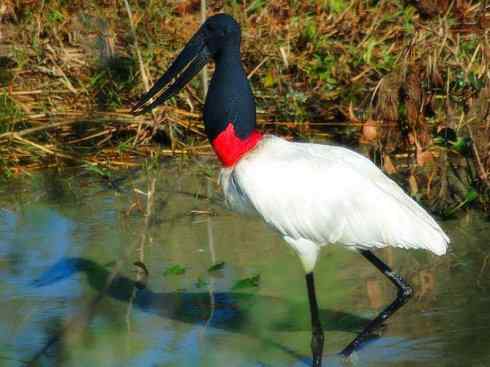 猎奇：奇特的鸟喙之六