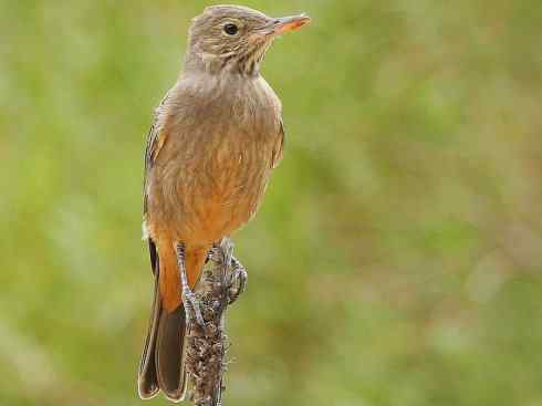 极品红色鸟类：朱红霸鶲