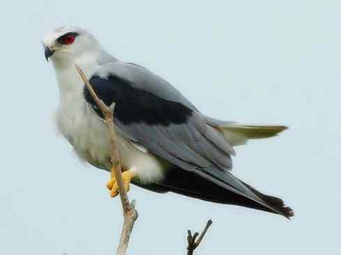 白头鸟系列：另类的美丽（白尾鸢）