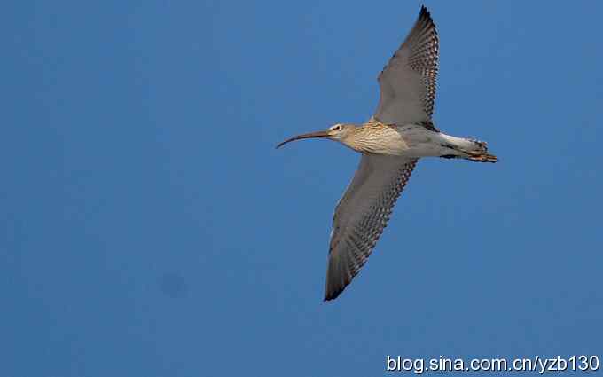 打到一只杓鹬，高兴ing……（组图）