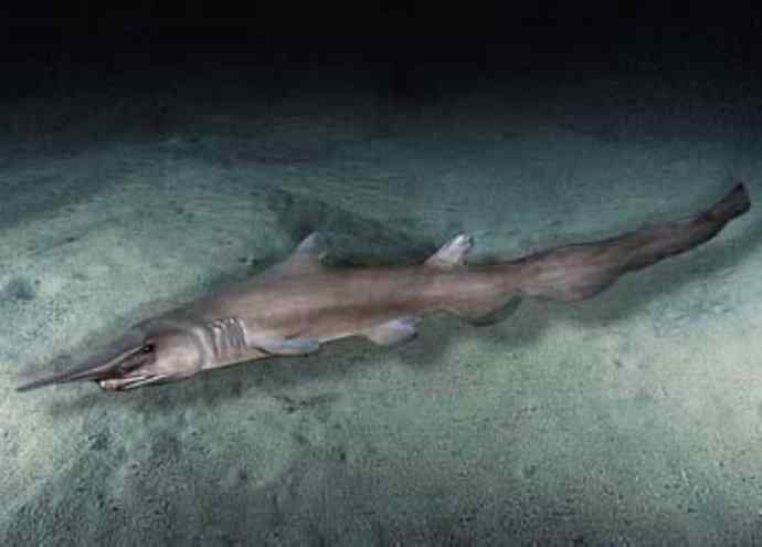 鱼类活化石：魔鬼鲨