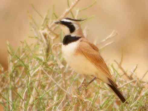 家禽驯化之源之二十八