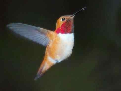 猎奇：奇特的鸟喙之九