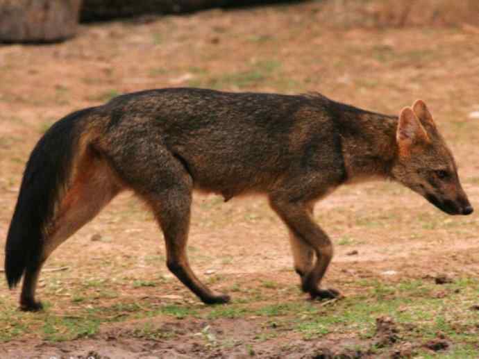 犬科：狐亚科食蟹狐属之食蟹狐
