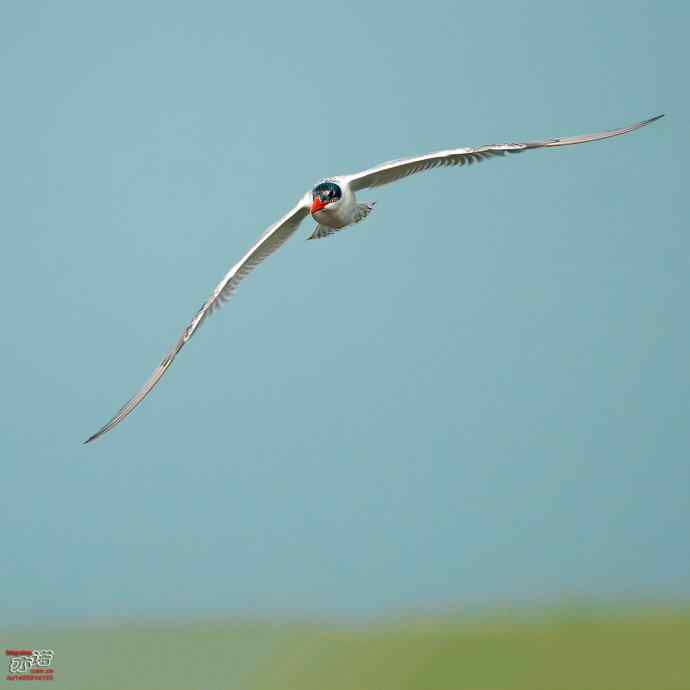 官厅水库&nbsp;wbr路&nbsp;wbr红嘴巨鸥