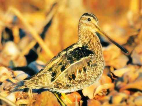 鸟类之最:小丘鹬 鸟类之最:小丘鹬