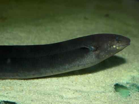 鱼类活化石：美洲肺鱼