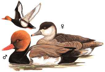 冰之蓝—赤嘴潜鸭—元宵节快乐（组图，15张图片）