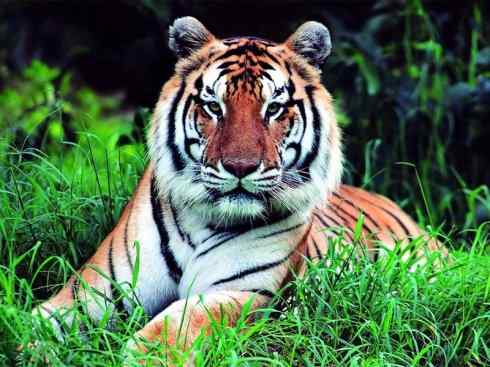 白虎：传说的兽原型探秘（孟加拉虎）