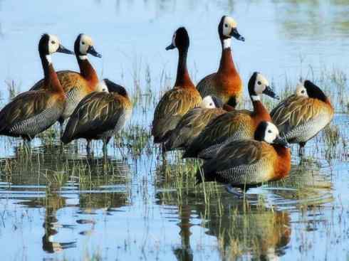 欣赏:美丽的树鸭 欣赏:美丽的树鸭