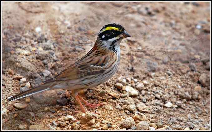 沧州打鸟小记（下）（组图）