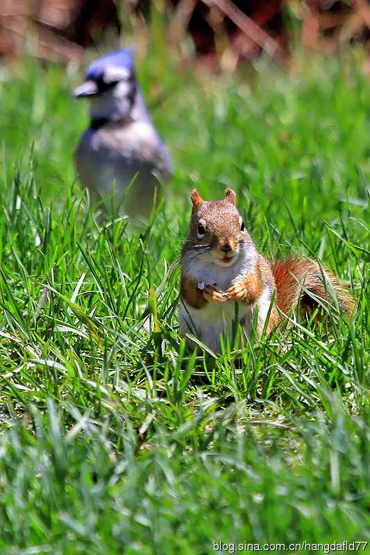 美国鸟类摄影——红松鼠与冠蓝鸦