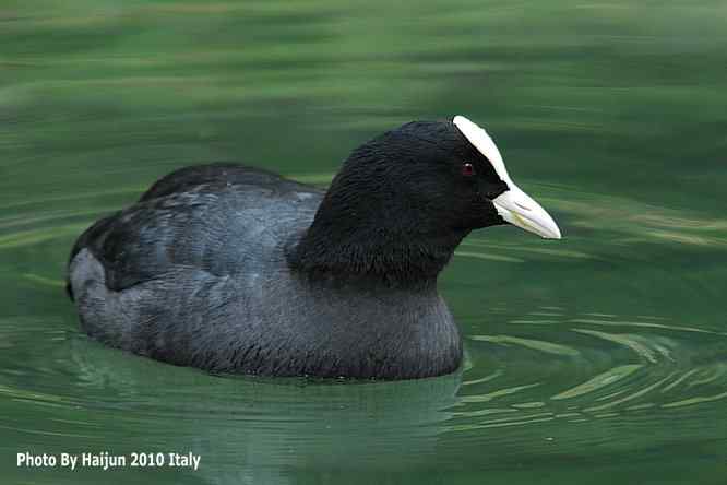 【亚平宁半岛之旅 wbr. wbr角逐白骨顶】